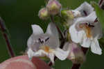 Eastern gray beardstongue